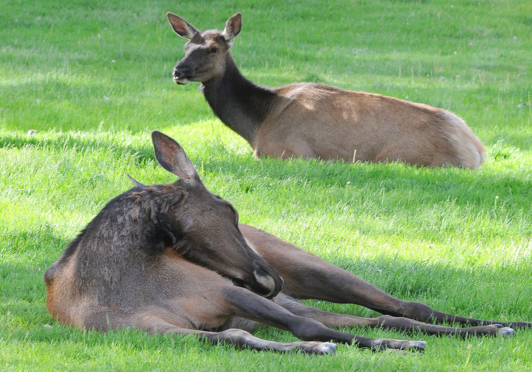 Elk nap